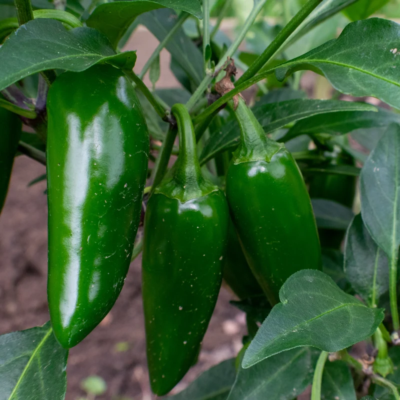 Piment fort Jalapeño