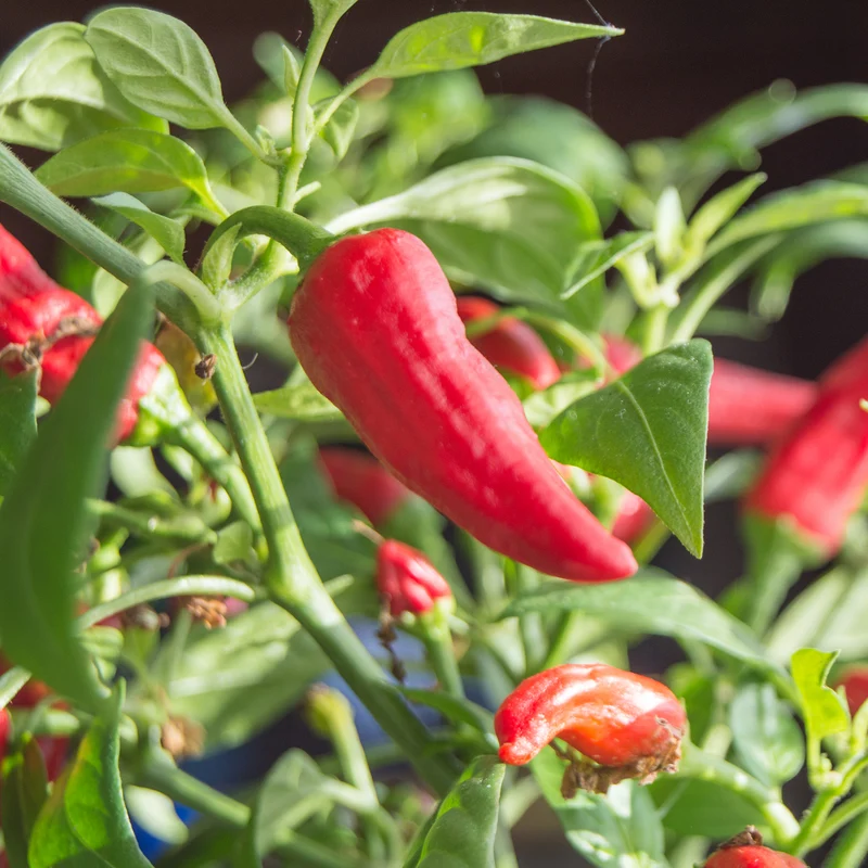 Piment fort Sriracha