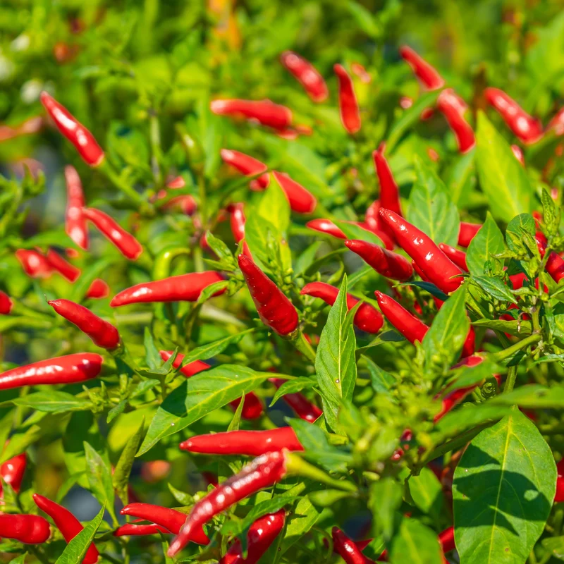 Piment fort Super Chili