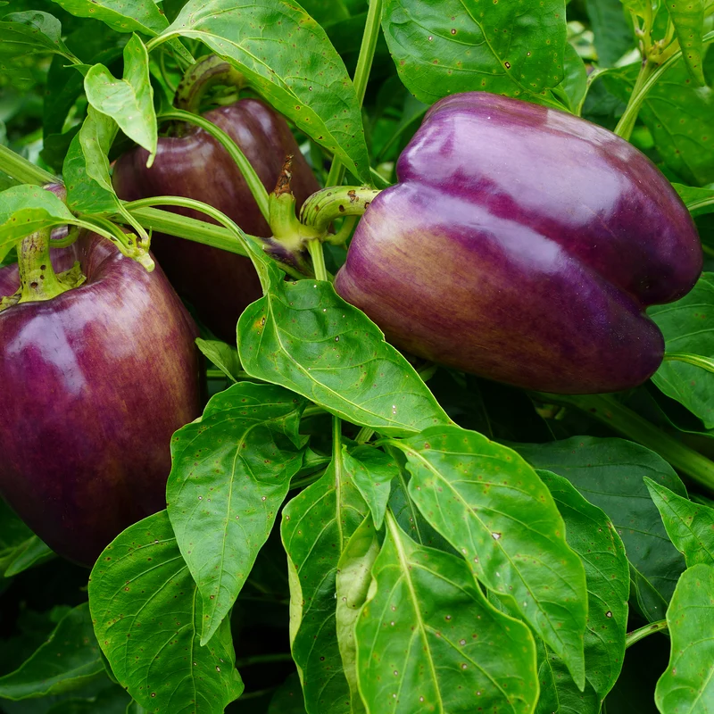 Poivron Mauve
