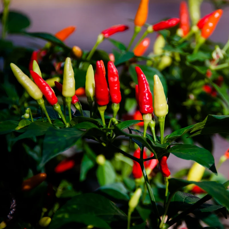 Piment Tabasco