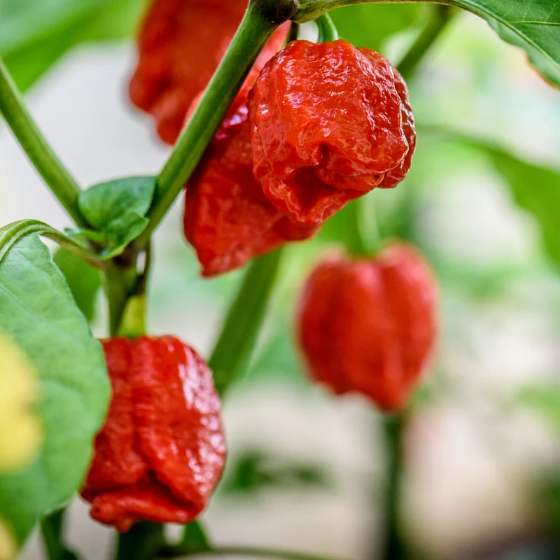 Piment Fort Trinidad Scorpion