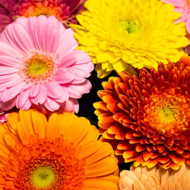 Calendula mélange ‘Playtime’ ( Calendula officinalis )
