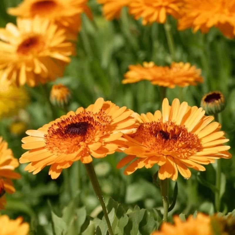 Calendula ‘Crown Orange’ ( Calendula officinalis )