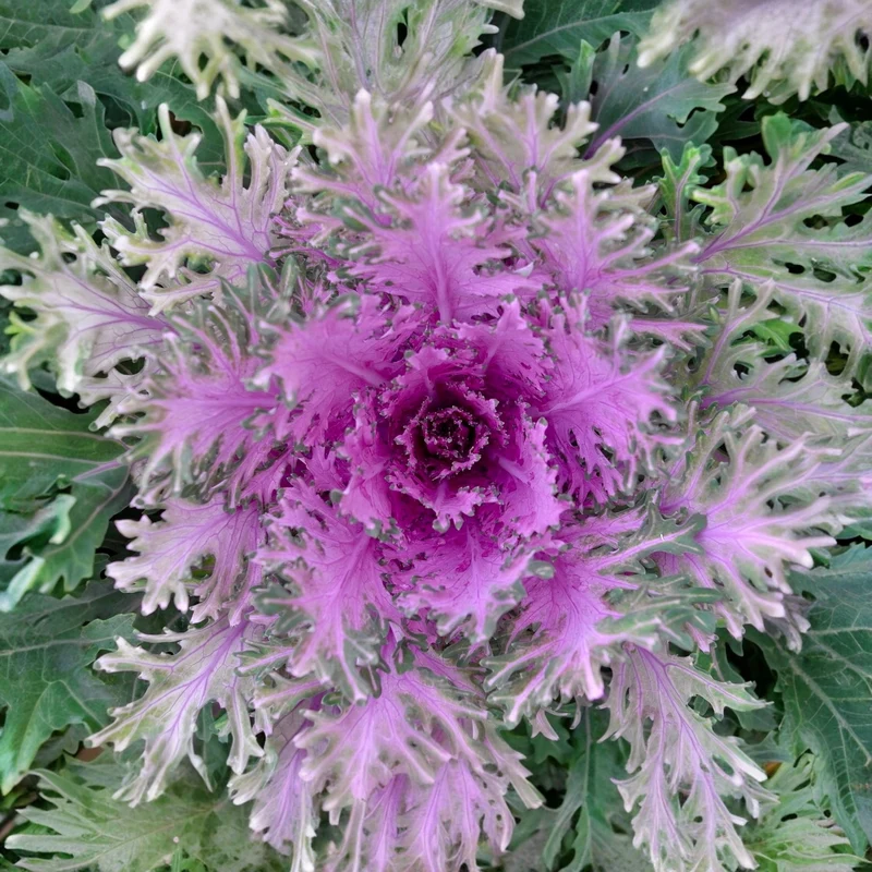 Chou décoratif ‘Crane Feather Mélange F1’ ( Brassica oleracea )