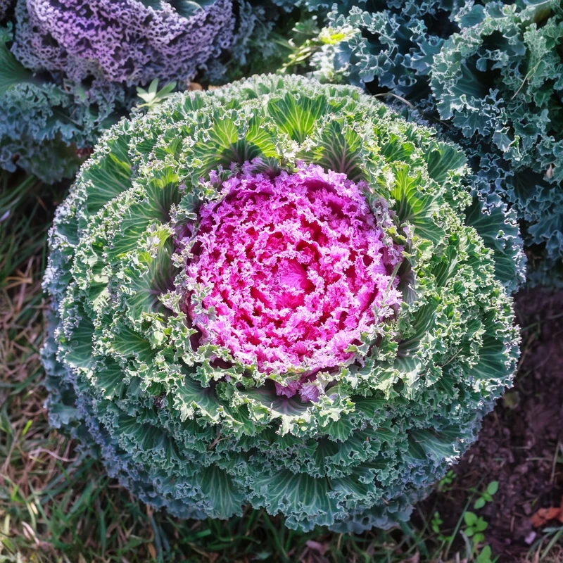 Chou décoratif Glamour™ Red F1 ( Brassica oleracea )