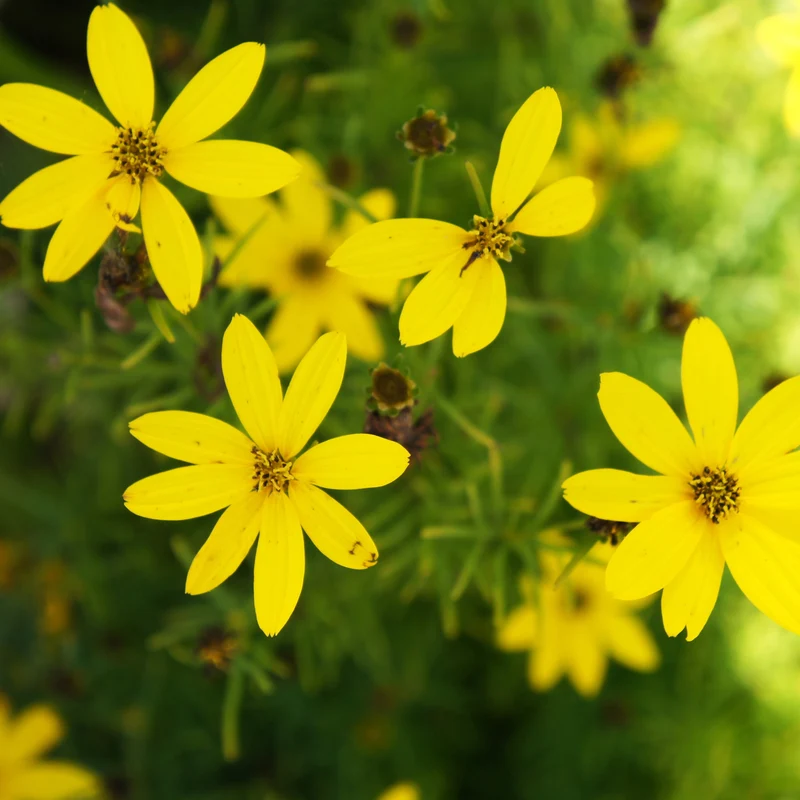 Bidens ‘Golden Eye’ ( Bidens aurea )