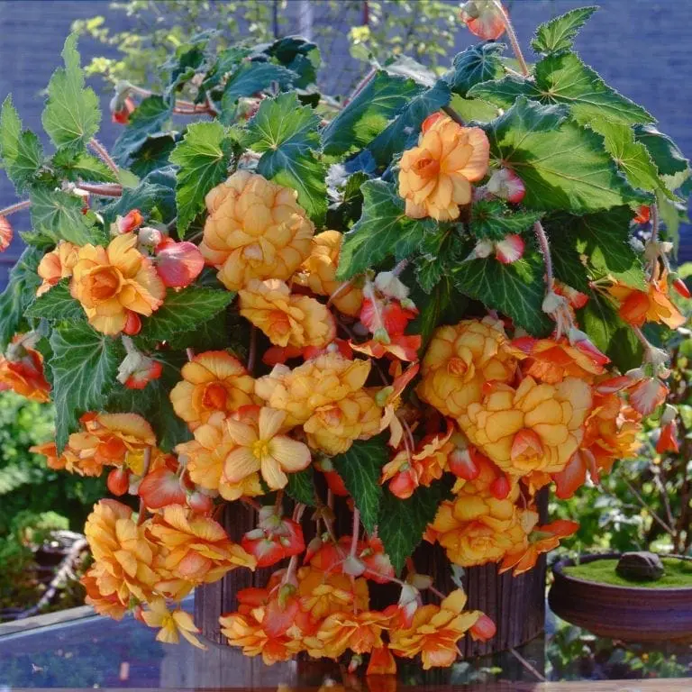 Bégonia ‘Sun Dancer™’ F1 ( Begonia semperflorens )