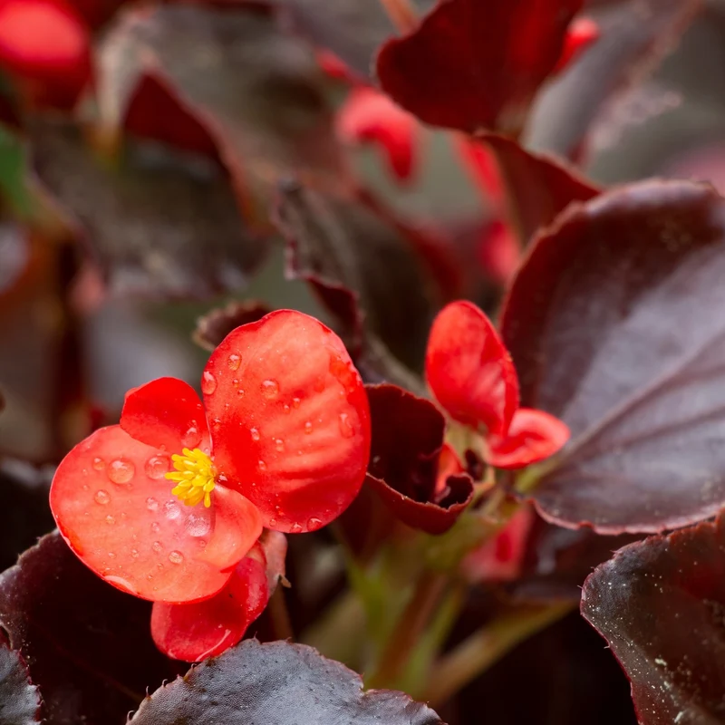 Bégonia ‘Viking® XL’ F1 ( Begonia × hybrida )