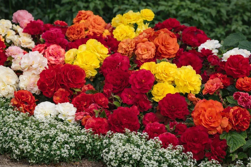 Bégonia mélange ‘Nonstop®’ F1 ( Begonia )