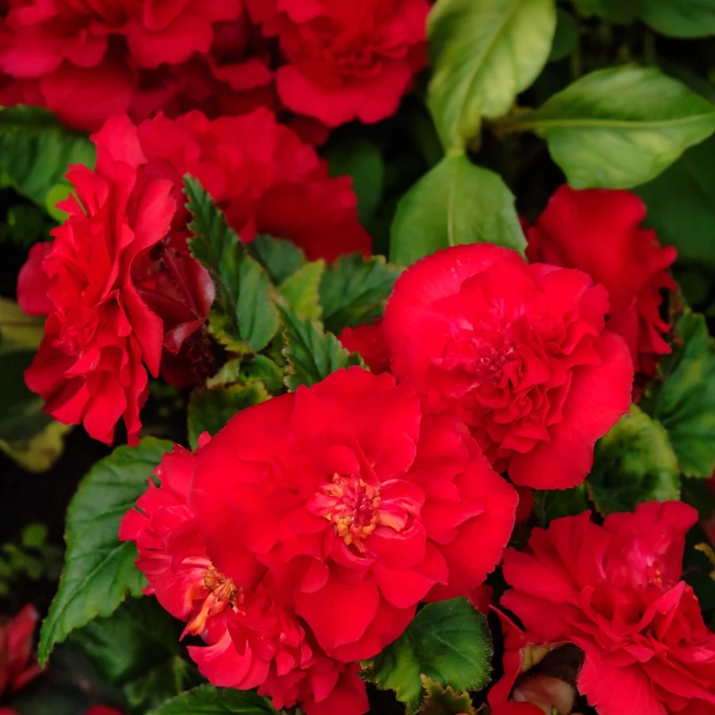 Bégonia ‘Fiona™’ F1 ( Begonia semperflorens )