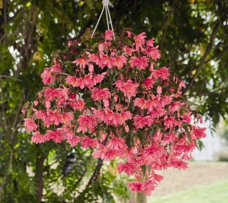 Bégonia ‘Funky® Pink’ F1 ( Begonia × hybrida )
