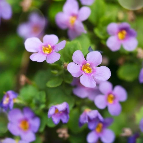 Bacopa ‘Blutopia’ ( Sutera cordata )