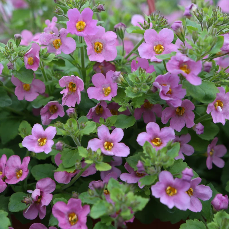 Bacopa ‘Pinktopia’ F1 ( Sutera cordata )