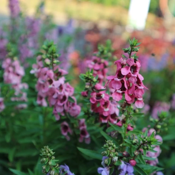 Angélonia ‘Serenita Pink’ ( Angelonia angustifolia )