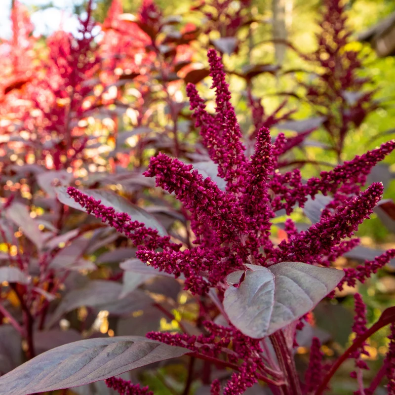 Amarante ‘Velvet Curtains’ ( Amaranthus caudatus )