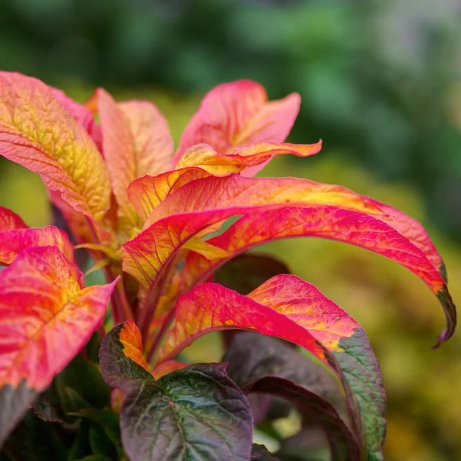 Amarante ‘Carnival’ ( Amaranthus gangeticus )