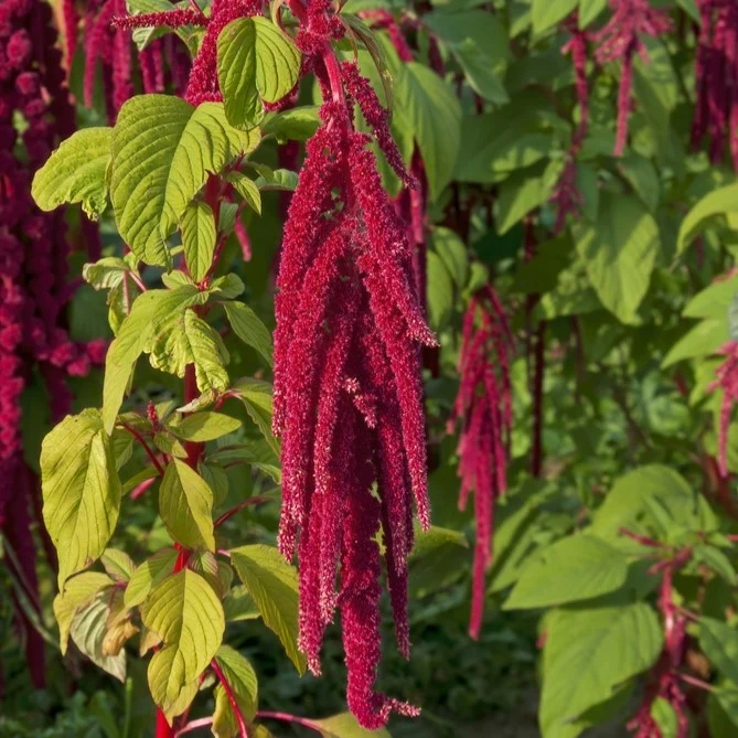 Amarante ‘Dark Red’ ( Amaranthus caudatus )