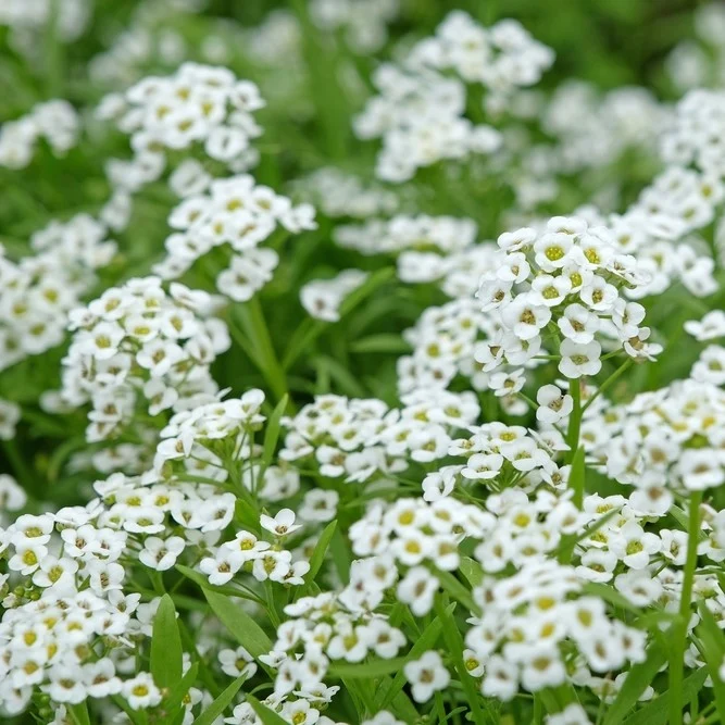 Alyssum ‘Clear Crystal’ ( Lobularia maritima )