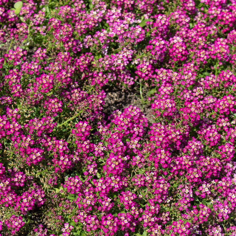 Alyssum ‘Wonderland’ ( Lobularia maritima )