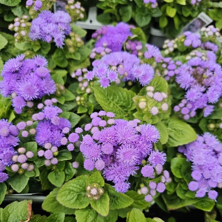 Agératum ‘Aloha Blue’ ( Ageratum houstonianum )