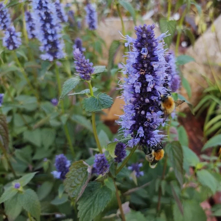 Agastache ‘Astello Indigo’ ( Agastache × hybrida )