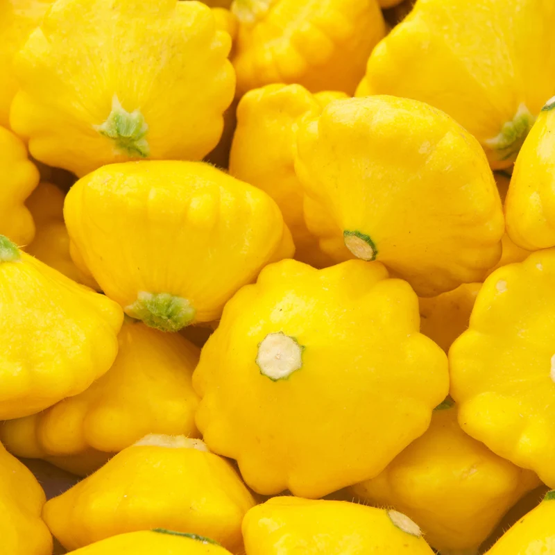 Pâtisson ‘Sunny Delight’ F1 ( Cucurbita pepo )