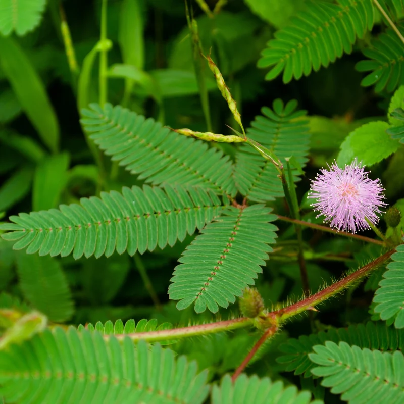 Mimosa pudica ( Mimosa pudica )