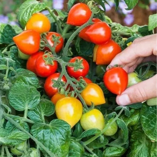 Tomate cerise ‘Sweet Valentine’ F1 patio ( Solanum lycopersicum )