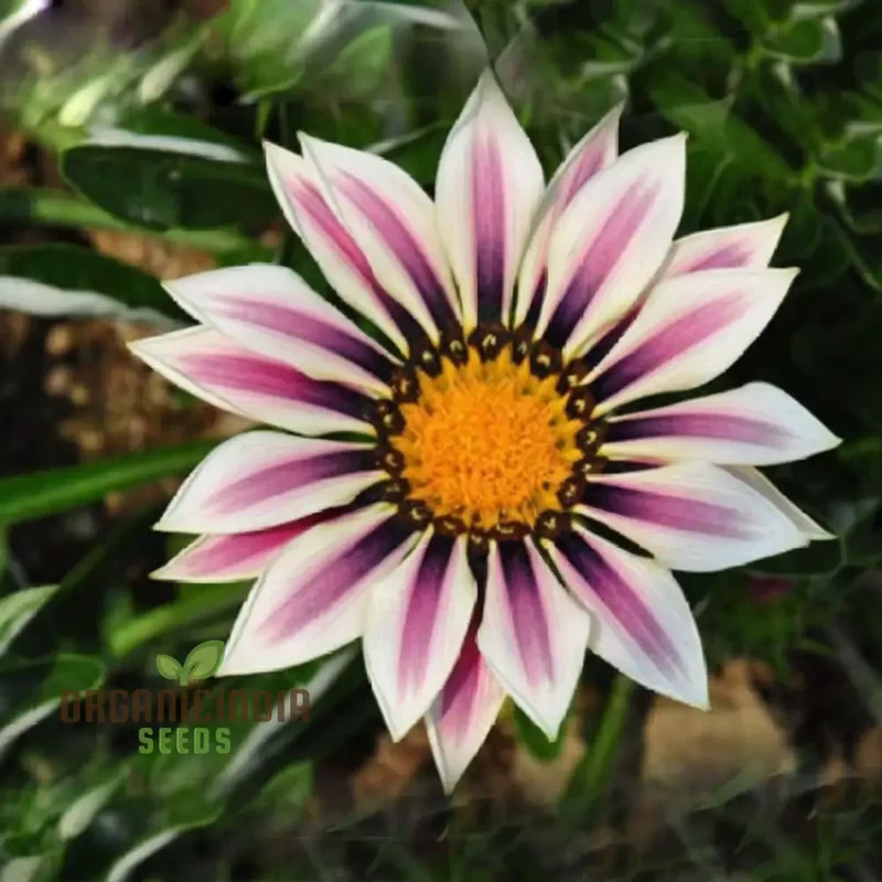 Purple Daisy Flower Seeds, Vibrant Blooms, Easy to Grow, Adds Color to Your Garden