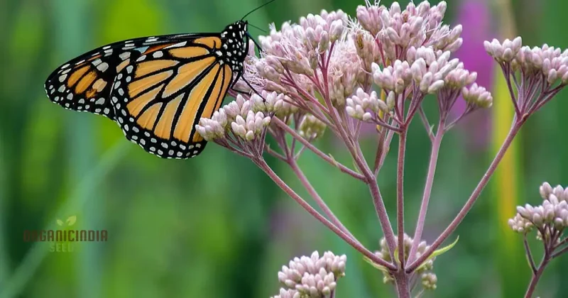 Grow Your Own Monarch Butterfly Haven with Heirloom Non-GMO Milkweed Seeds - Create a Vibrant Butterfly Sanctuary in Your Home Garden