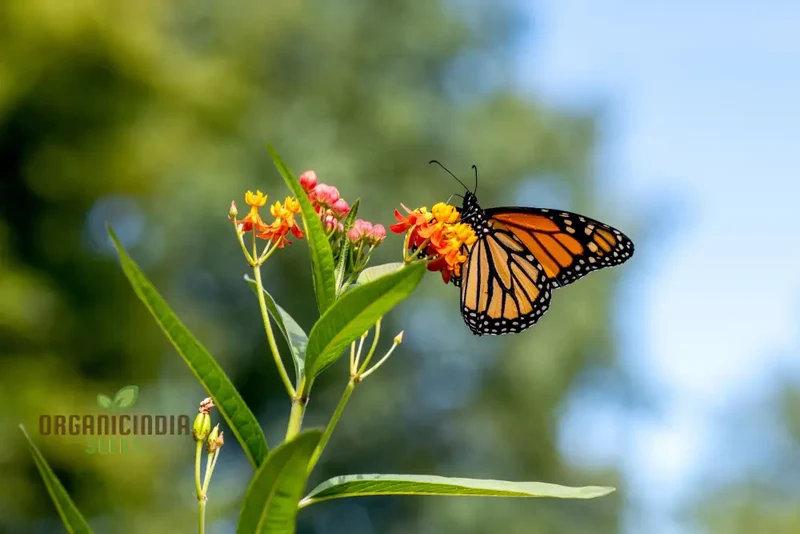 Grow Your Own Monarch Butterfly Haven with Heirloom Non-GMO Milkweed Seeds - Create a Vibrant Butterfly Sanctuary in Your Home Garden