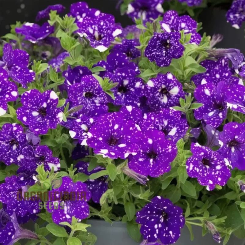 Rare Night Sky Petunia Seeds Celestial Blooms for Stunning Garden Displays