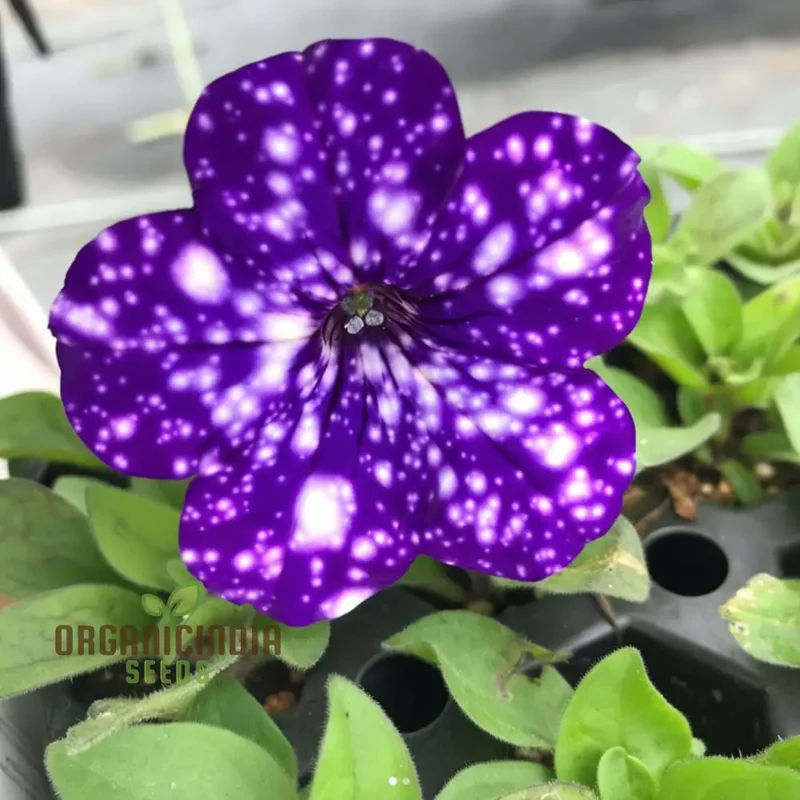 Rare Night Sky Petunia Seeds Celestial Blooms for Stunning Garden Displays