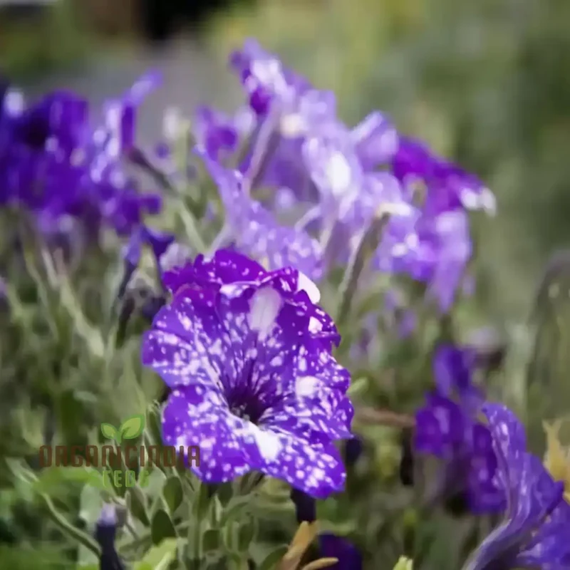Rare Night Sky Petunia Seeds Celestial Blooms for Stunning Garden Displays