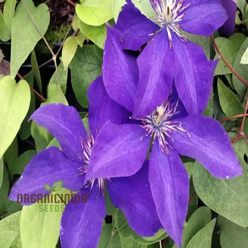 Dark Purple Clematis Seeds – Vibrant Climbing Garden Blooms