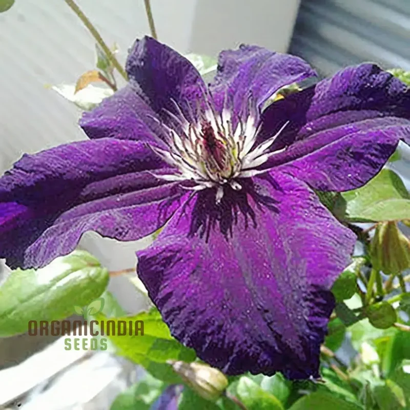 Dark Purple Clematis Seeds – Vibrant Climbing Garden Blooms
