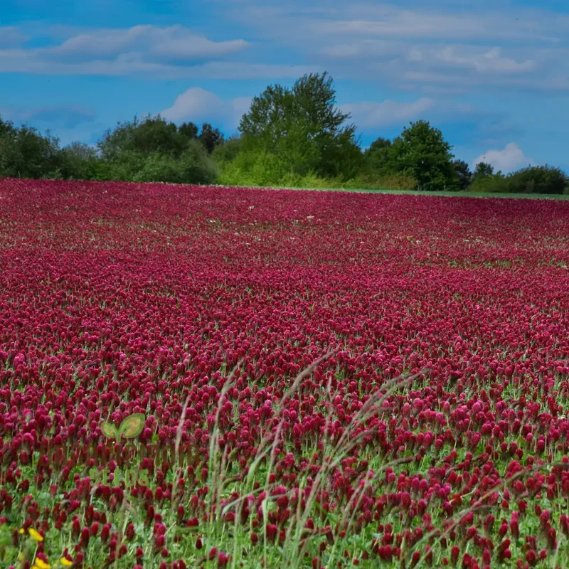 Clover Seeds (Crimson Clover Seeds) - Vibrant Crimson Blooms for Lush Garden Growth