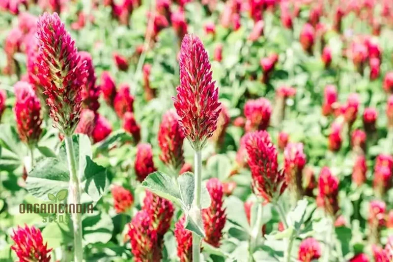 Clover Seeds (Crimson Clover Seeds) - Vibrant Crimson Blooms for Lush Garden Growth