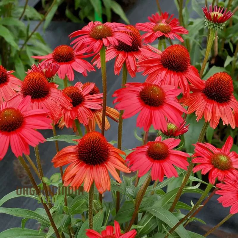 Red Echinacea Flower Seeds, A Comprehensive Guide to Planting and Gardening Success