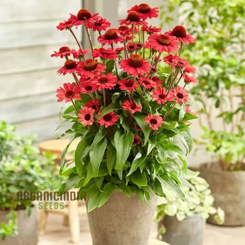 Red Echinacea Flower Seeds, A Comprehensive Guide to Planting and Gardening Success