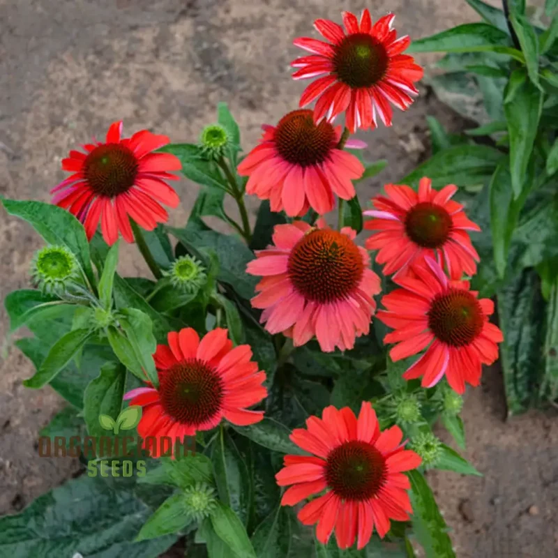 Red Echinacea Flower Seeds, A Comprehensive Guide to Planting and Gardening Success