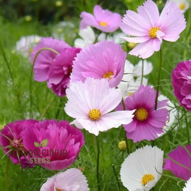 Cosmos Seeds (Blush Pink Cosmos Seeds) - Exquisite Blooms for Garden Displays