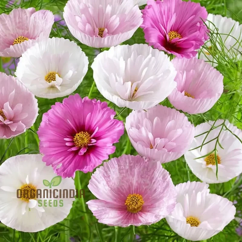 Cosmos Seeds (Blush Pink Cosmos Seeds) - Exquisite Blooms for Garden Displays