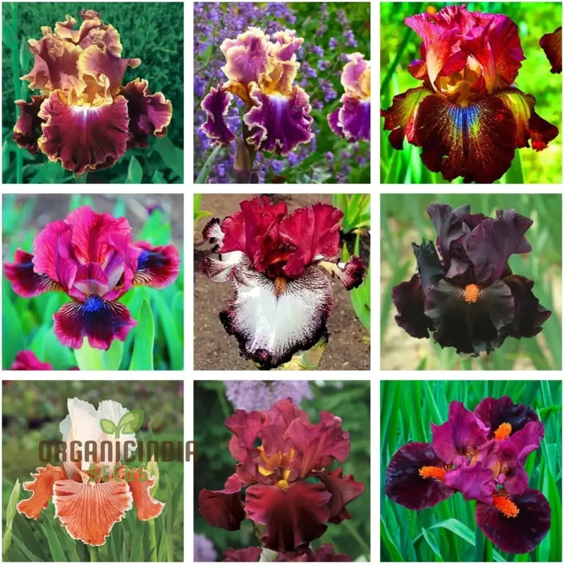 Iris Flower Seeds for Planting – Colorful Garden Blooms for Outdoor