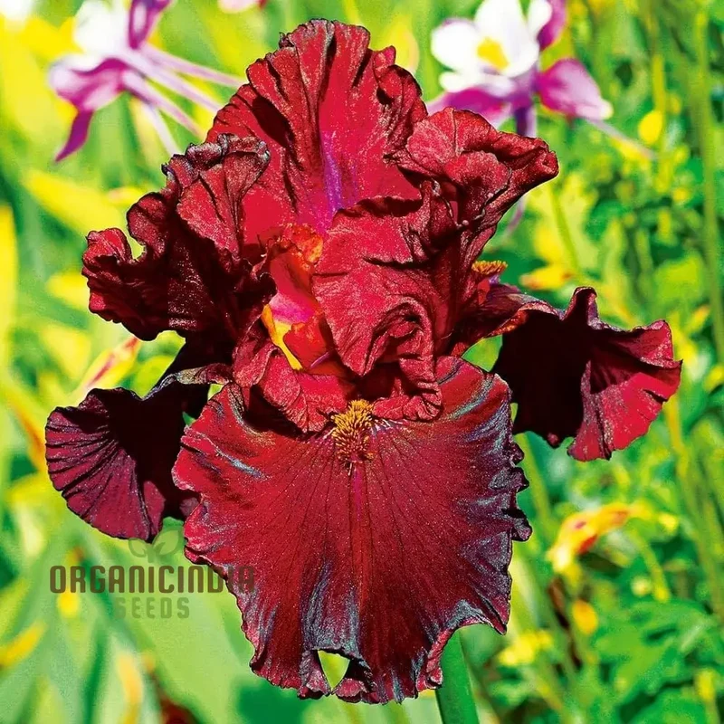 Iris Flower Seeds for Planting – Colorful Garden Blooms for Outdoor