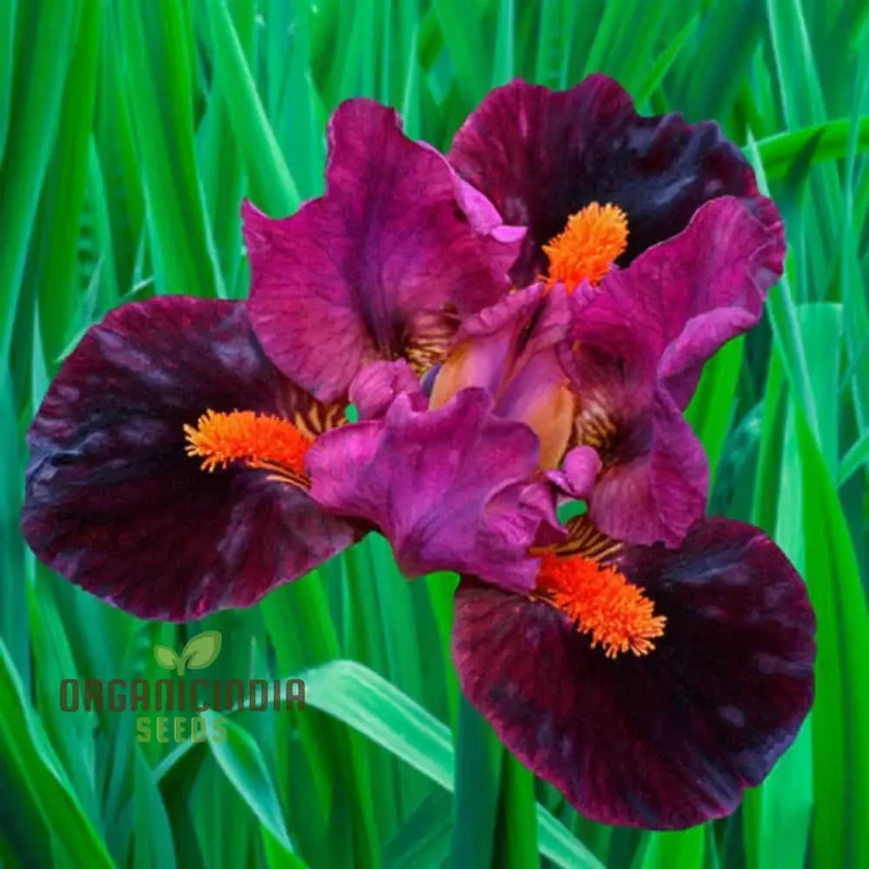 Iris Flower Seeds for Planting – Colorful Garden Blooms for Outdoor