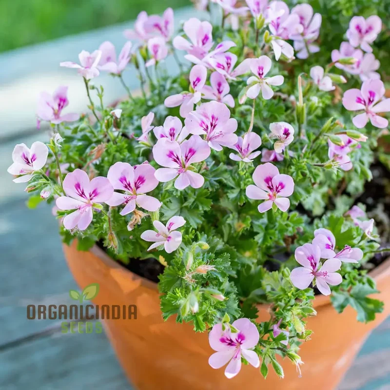 Citronella Geranium Flower Seeds for Planting, Tips and Tricks for a Thriving Garden