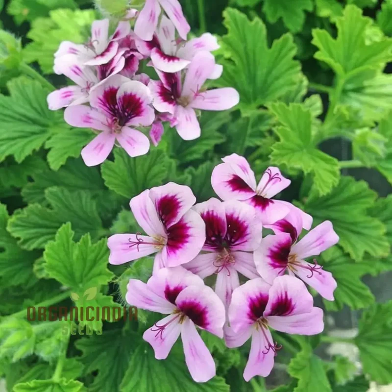 Citronella Geranium Flower Seeds for Planting, Tips and Tricks for a Thriving Garden