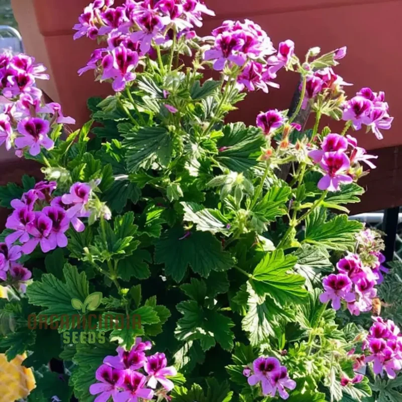 Citronella Geranium Flower Seeds for Planting, Tips and Tricks for a Thriving Garden